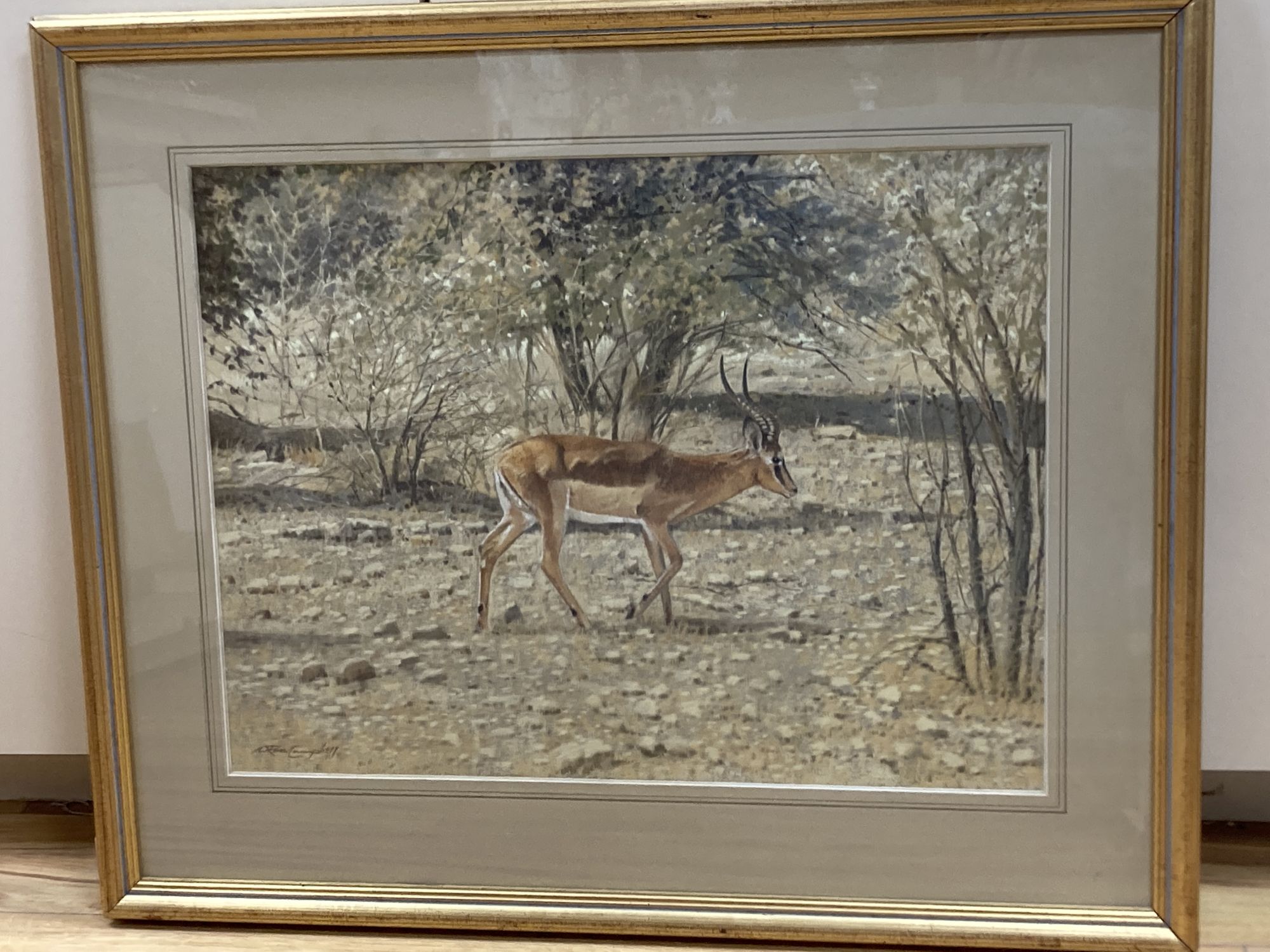 W. Ron Campbell (1930-2012), pastel, Thompsons Gazelle, signed, 46 x 60cm